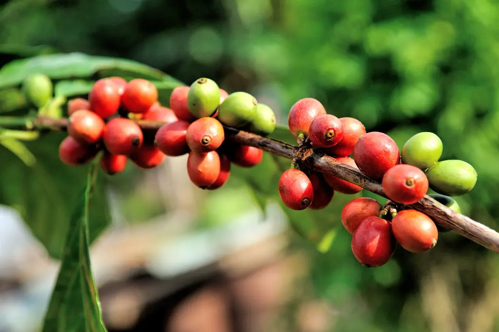 wscafe-green-coffee-red-berries.webp