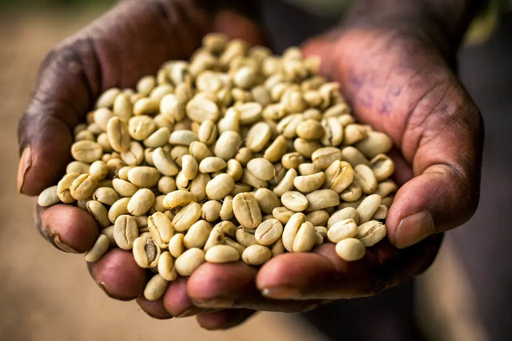 washed-coffee-south-west-ethiopia---credit---alan-schaller-and-union-hand-roasted-coffee_custom-0b8362734e4851b25c7e4804b0058b85b827228d.webp